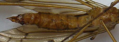 Réf. 168 506 : Metalimnobia quadrinotata