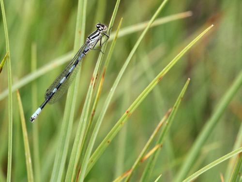 Coenagrion hastulatum