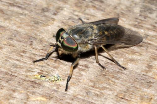 Réf. 168 992 : Tabanus cordiger