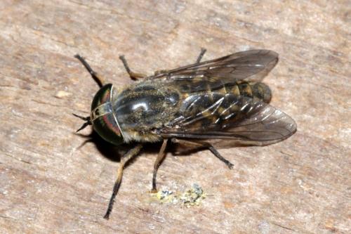 Réf. 168 993 : Tabanus cordiger
