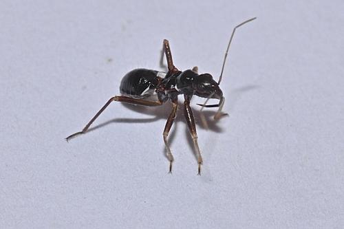 Himacerus mirmicoides