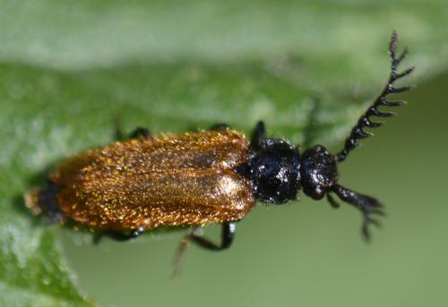 Drilus flavescens