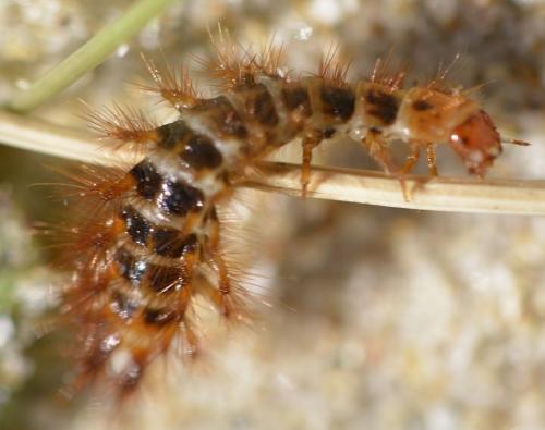 Drilus flavescens