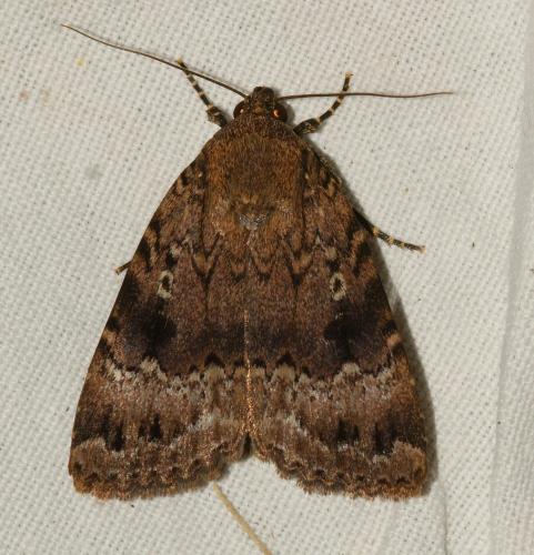Amphipyra pyramidea