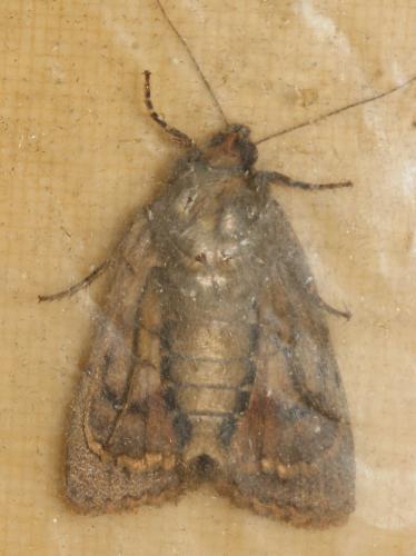Amphipyra pyramidea