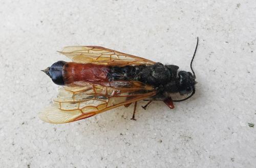 Sirex noctilio