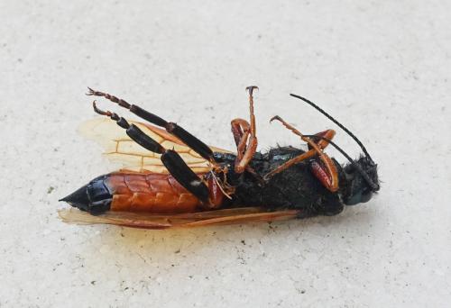 Sirex noctilio