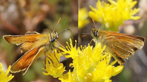 Thymelicus sylvestris