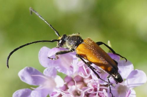 Stictoleptura fulva
