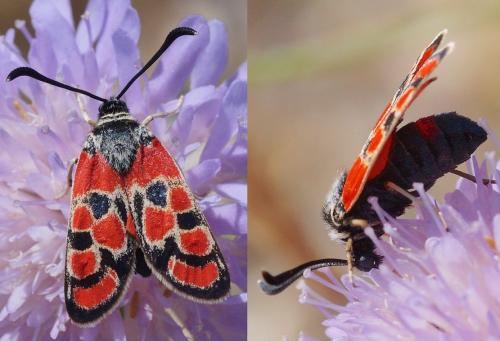 Zygaena carniolica