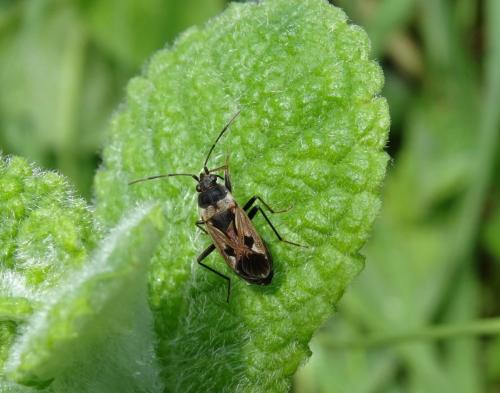 Rhyparochromus vulgaris