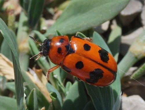 Réf. 168 004 : Clytra atraphaxidis