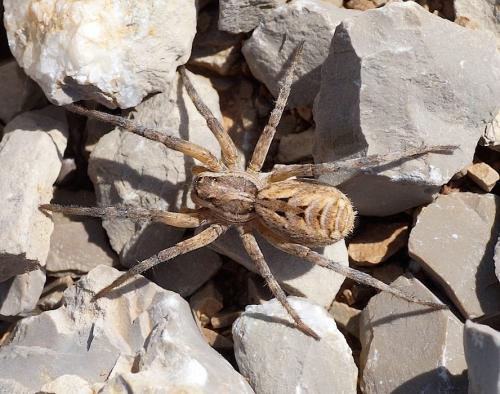 Réf. 168 871 : Lycosa sp.