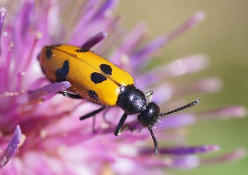 Mylabris connata