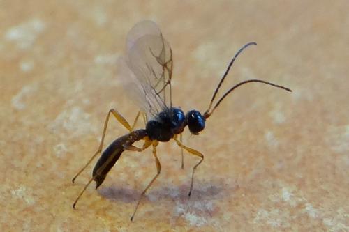 Praon sp.