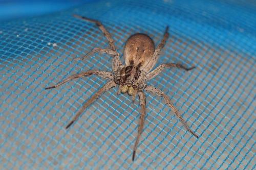 Hogna radiata