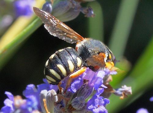 Réf. 168 713 : Rhodanthidium sp.