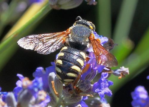 Réf. 168 710 : Rhodanthidium sp.