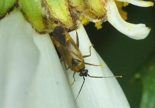 Réf. 168 524 : Plagiognathus arbustorum