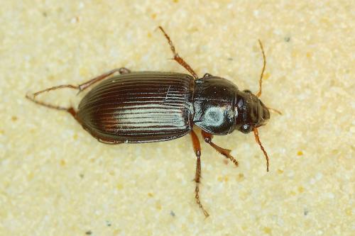 Amara aulica