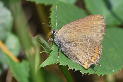 Réf. 168 207 : Satyrium ilicis