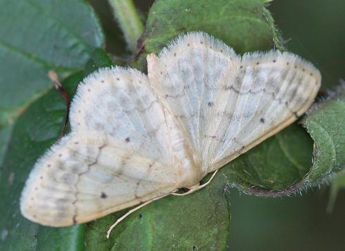Réf. 168 391 : Idaea biselata