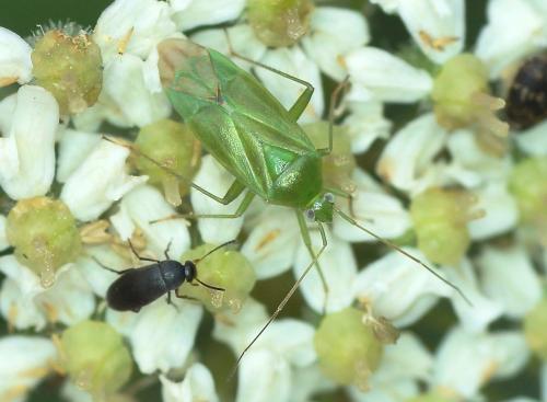 Réf. 168 310 : Lygocoris pabulinus