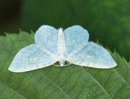 Réf. 168 523 : Asthena albulata