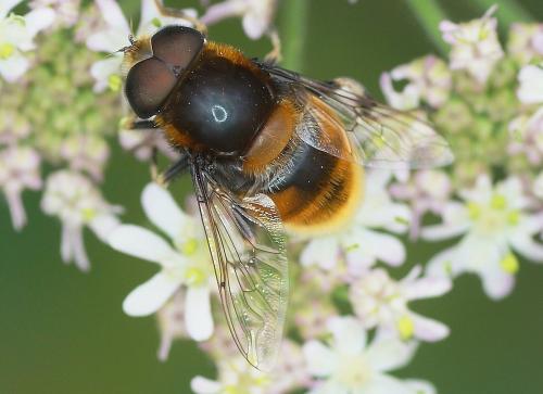 Eristalis intricaria