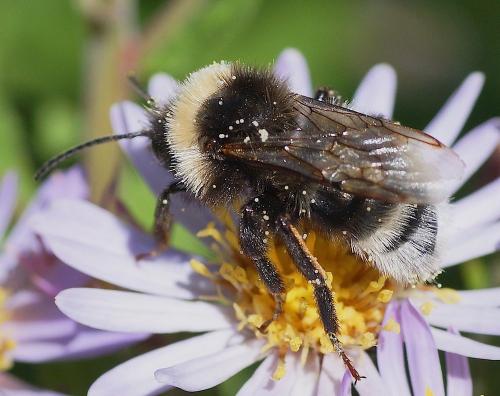 Bombus sp.