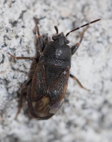 Megalonotus mixtus