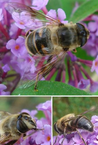 Eristalis tenax