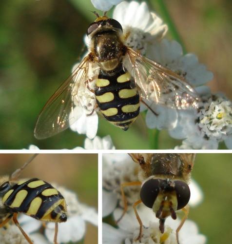 Eupeodes corollae