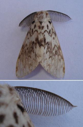 Réf. 168 623 : Lymantria monacha