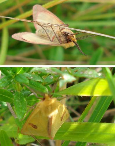 Diacrisia sannio