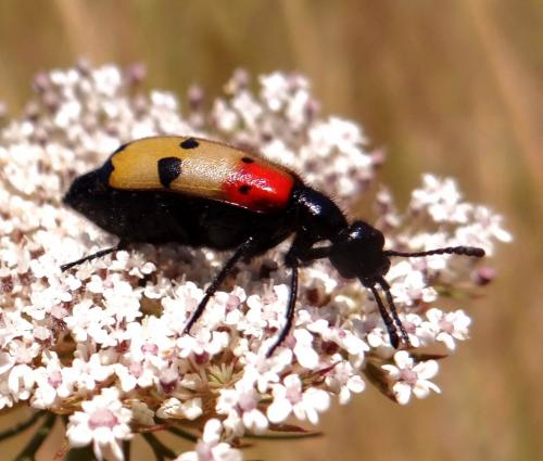 Réf. 168 108 : Mylabris quadripunctata