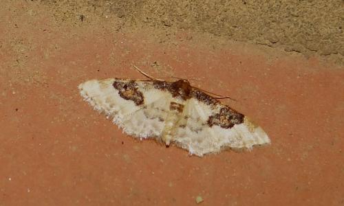 Idaea mustelata