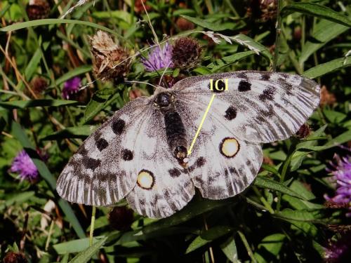 Réf. 168 789 : Parnassius apollo