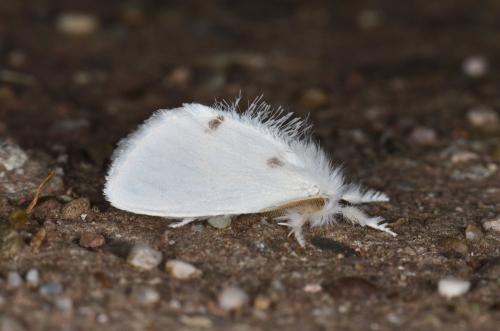 Euproctis similis