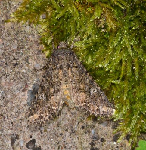 Réf. 168 382 : Mamestra brassicae