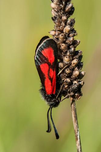 Zygaena loti