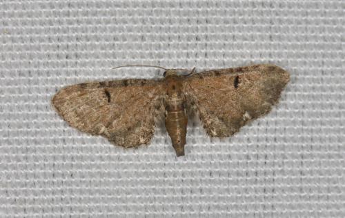 Eupithecia sp.
