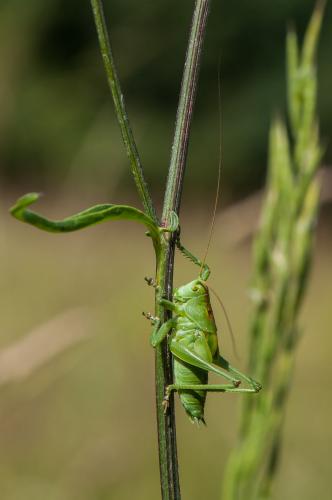Tettigonia sp.