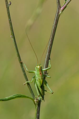 Tettigonia sp.