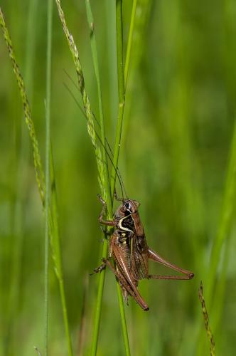 Roeseliana roeselii