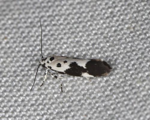 Ethmia quadrillella