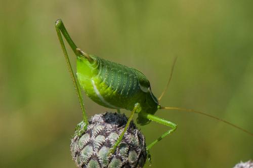 Phaneropterinae