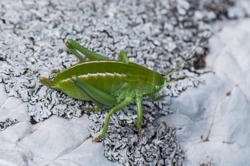 Phaneropterinae