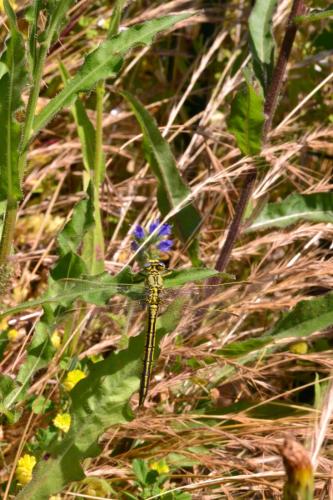 Gomphus pulchellus