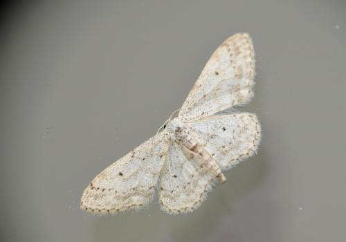 Idaea seriata